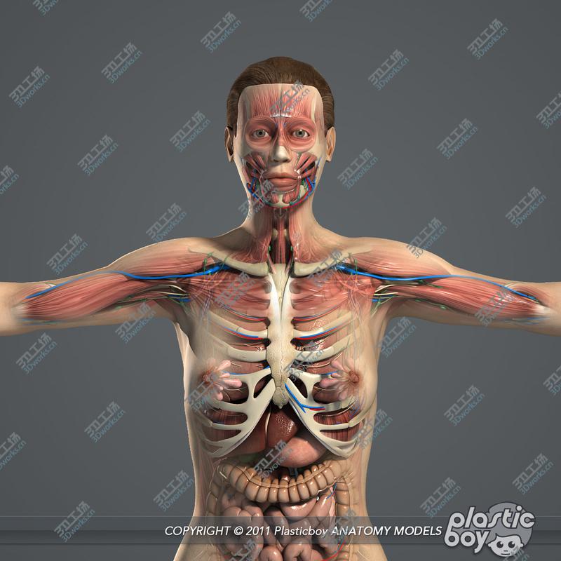 images/goods_img/20210113/C4D Male and Female Anatomy V07/4.jpg